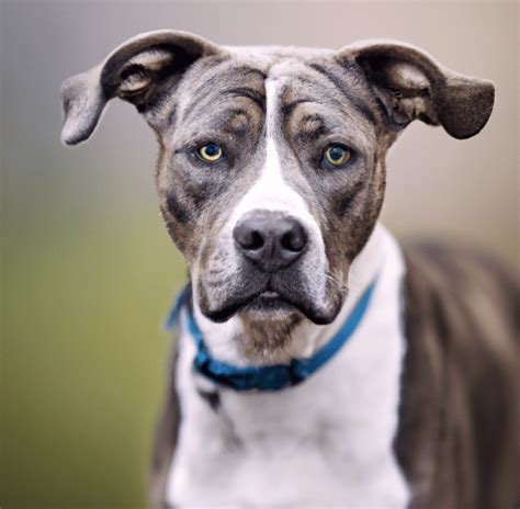 white catahoula pit mix